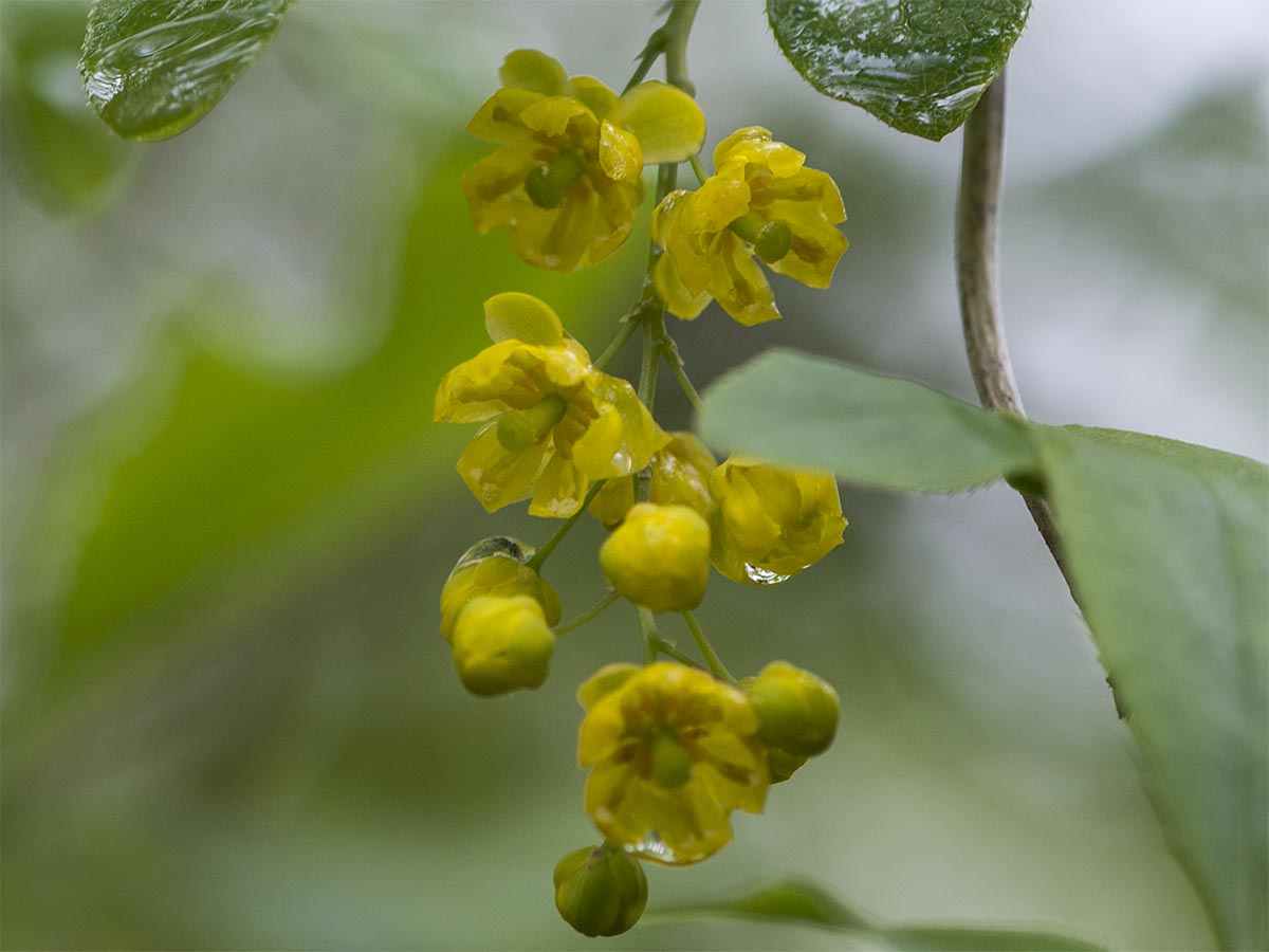 Berberis vulgaris